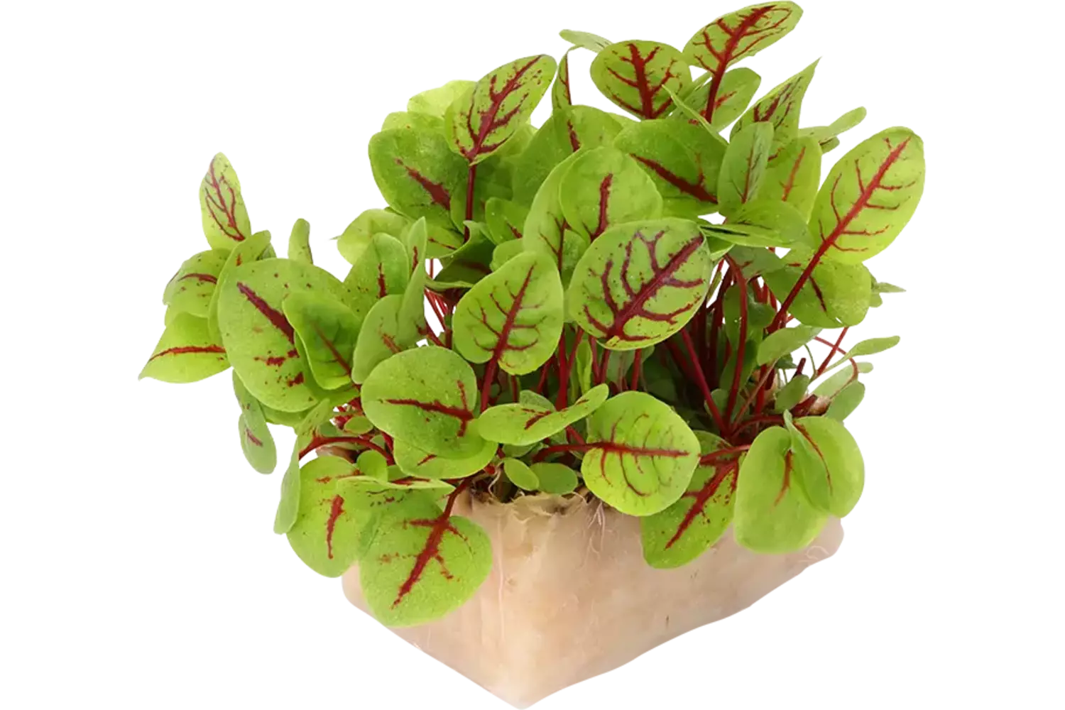 Vene cress single stuk